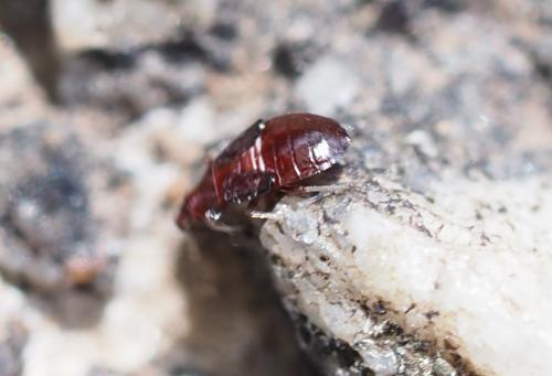 Anthocoris sp.